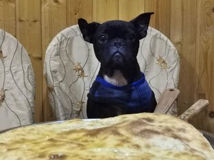 Рецепты вкусняшек для собак