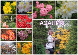 АЗАЛИИ-СОРТА-ЛИСТОПАДНЫХ РОДОДЕНДРОНОВ