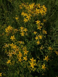 Луговые, полевые растения