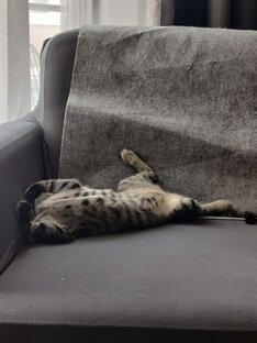 Котоводство