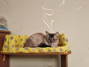 Шитье для дома