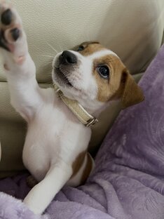 Локи🐶