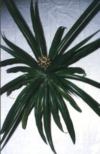 Комнатные плодовые.