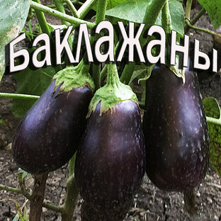Баклажаны