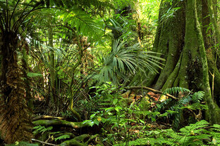 Выживание в джунглях