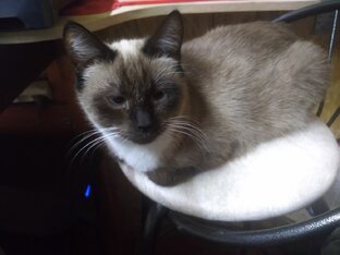 Чумовой зверинец