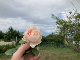 Сады и розы