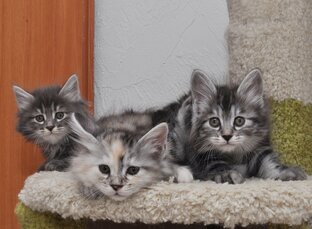 Котята курильского бобтейла