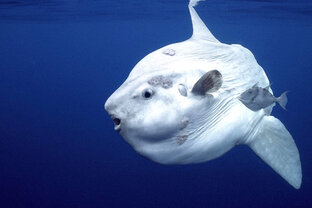 Необычные рыбы