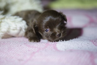 Русская Цветная Болонка 