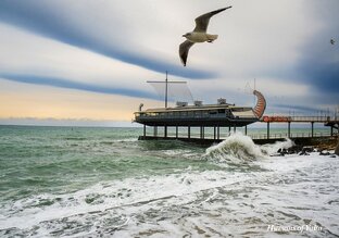 В свободном полёте или вольная птица?