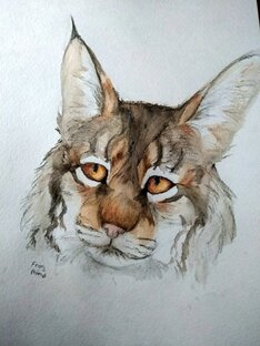 Мегакот