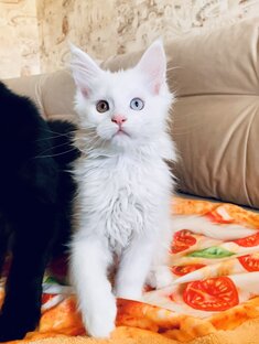Котята белоснежной Паулины