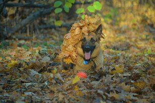 Осенняя королевишна Данка