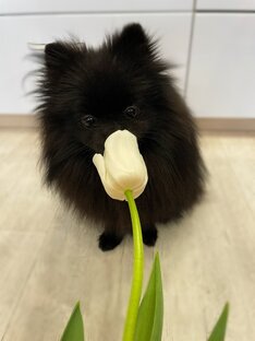 Уход за шпицом