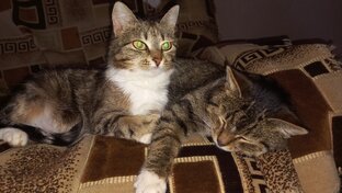 Мои кошки
