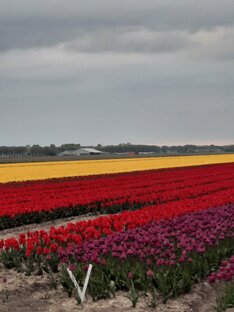 Лучшие статьи по истории культуры Нидерландов