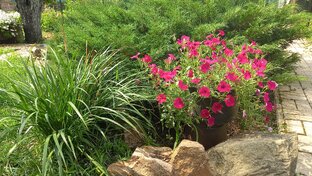 Садовые рецепты