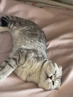 Наш котик 