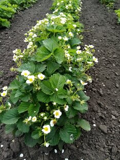 Моя усадьба.