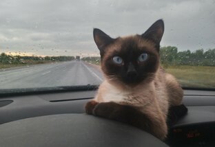 Поездки с животными