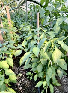 Огородничество