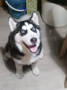 Хаски
