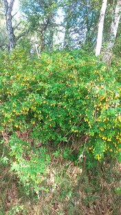 Люблю  природу!