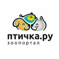 Дзен ПТИЧКА.РУ статистика