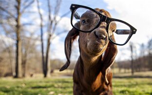 Дзен  Funny Animal☺🐶 статистика