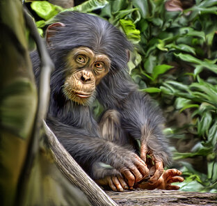 Дзен Забавные животные  статистика