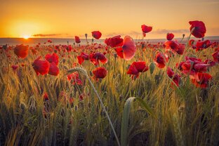 Дзен Цветик-семицветик статистика