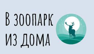 Дзен В зоопарк из дома статистика