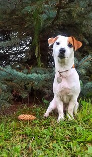 Статистика Дзен Джек Рассел терьер - мелкий бес🐶🐾