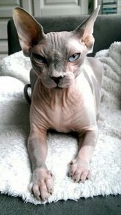 Дзен Кошки со всего света! статистика