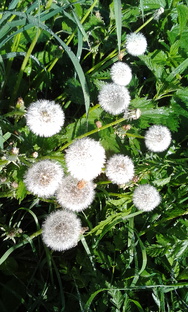 Дзен Родом из детства статистика