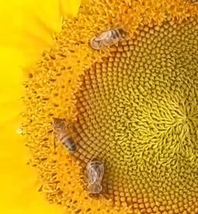 Дзен Деревня. Как сделать? статистика