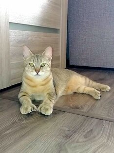 Статистика Дзен Записки мудрого кота