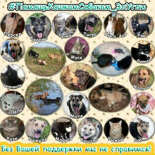Статистика Дзен Дорога Добра🐶🐱