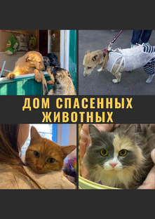 Статистика Дзен Дом спасённых животных Sobaka House