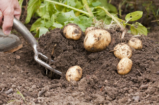 Дзен Иван Димов статистика