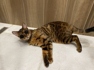 Статистика Дзен Кот-боксёр