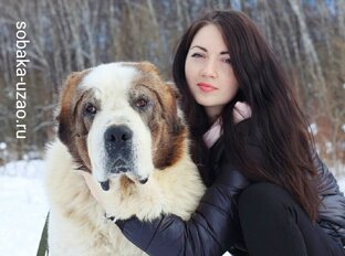 Статистика Дзен Приют для животных Щербинка