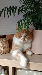 Статистика Дзен Тайсон Великолепный 