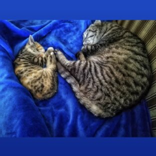 Дзен мп статистика