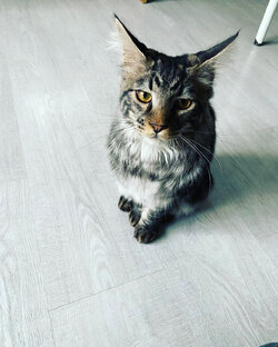 Дзен Каспер, не совсем мейнкун статистика