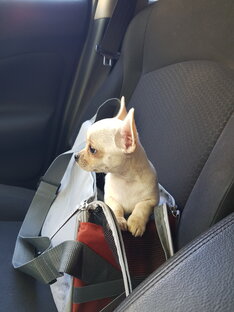 Статистика Дзен Anfisa_chih