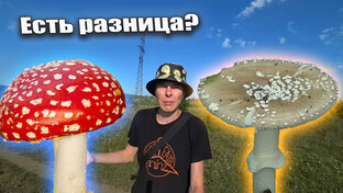 Логотип канала Эффект мухомора