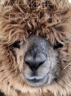 Статистика Дзен Миниферма Пронино