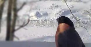 Видео Улыбки Природы